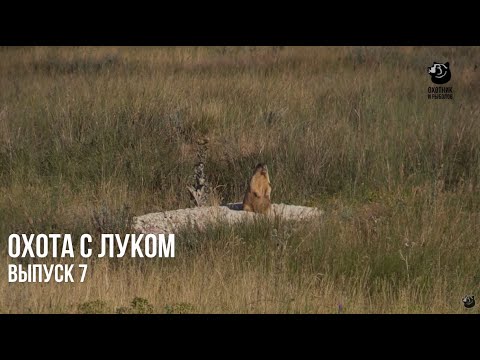 Охота на сурка. Лето. // Охота с луком