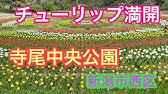 21年5月26日 寺尾中央公園のバラ園に行ってきました 新潟市西区 薔薇 Youtube 21年5月26日 寺尾中央公園のバラ園に行ってきました 新潟市西区 薔薇 Youtube