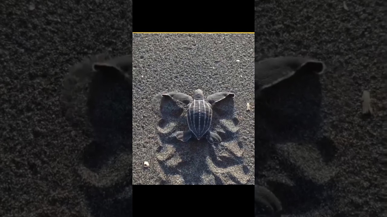 The Journey Of Baby Turtles 🐢 