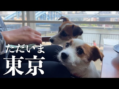 引越しを終えて東京に戻って懐かしの隅田川をお散歩した愛犬たち/ジャックラッセルテリア