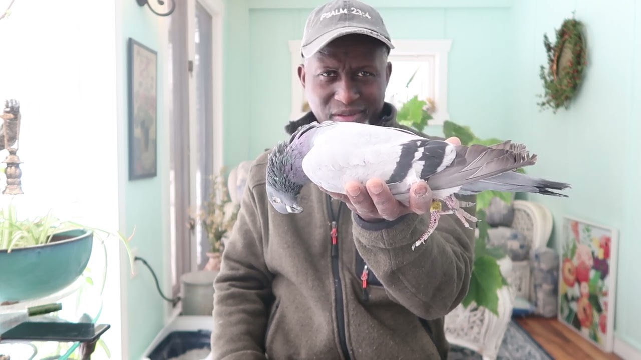 My Best Bird Came Home Dead From The Races!!! MUST SEE!!!