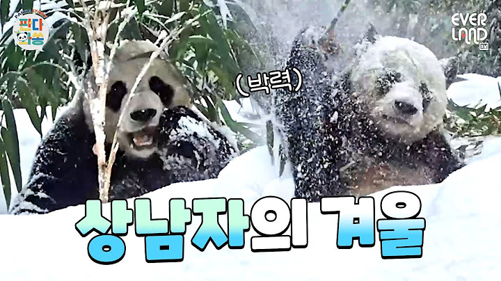 Traits of a Manly man Panda, Le Bao doesn't dodge snowflakes ❄🐼 | #PandaWaSong #194