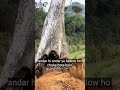 आखिर क्यों काटा गया इतना बड़ा पेड़😱🌳 Why cut down big trees? #nature#shorts#viral#trending #ytshorts