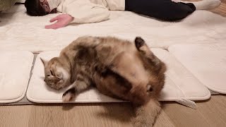飼い主の真似をしたがる猫｜100均ボトルで整理整頓