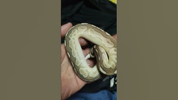 Lesser Cinnamon Het Ghost