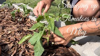 Stringing up tomatoes in May