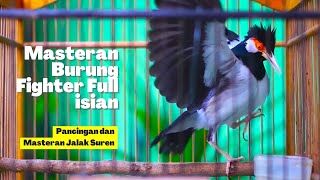 Masteran dan Pancingan Jalak Suren Full Isian Joss Ini Efektif Untuk Masteran Burung Ocehan