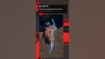 Meet the sea slug that reuses venom!
