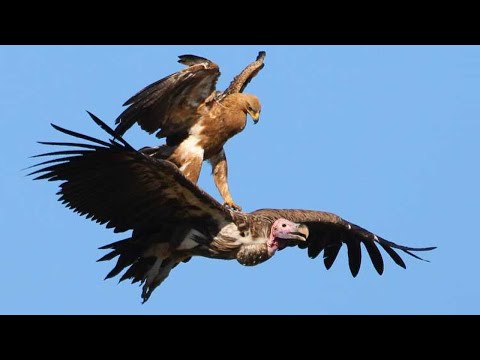 Video: Apakah jatayu itu burung pemakan bangkai?