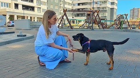 Family Abandoned their Dog … Watch the Moment I Told Him it’s Not His Fault