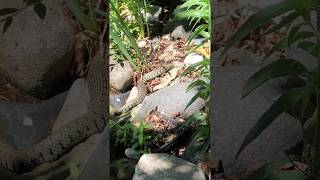Seltene Ringelnatter-Art schlängelt sich durch einen Freiburger Garten