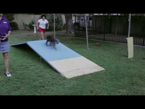 Video: Come usare A Mat Breaker for Dogs