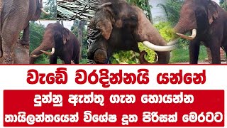 වැඩේ වරදින්නයි යන්නේ | දුන්නු ඇත්තු ගැන හොයන්න | තායිලන්තයෙන් විශේෂ දූත පිරිසක් මෙරටට!