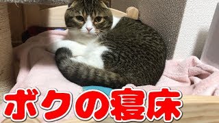 猫の寝床を覗いた結果ｗ【スコティッシュフォールド】【Scottish Fold】