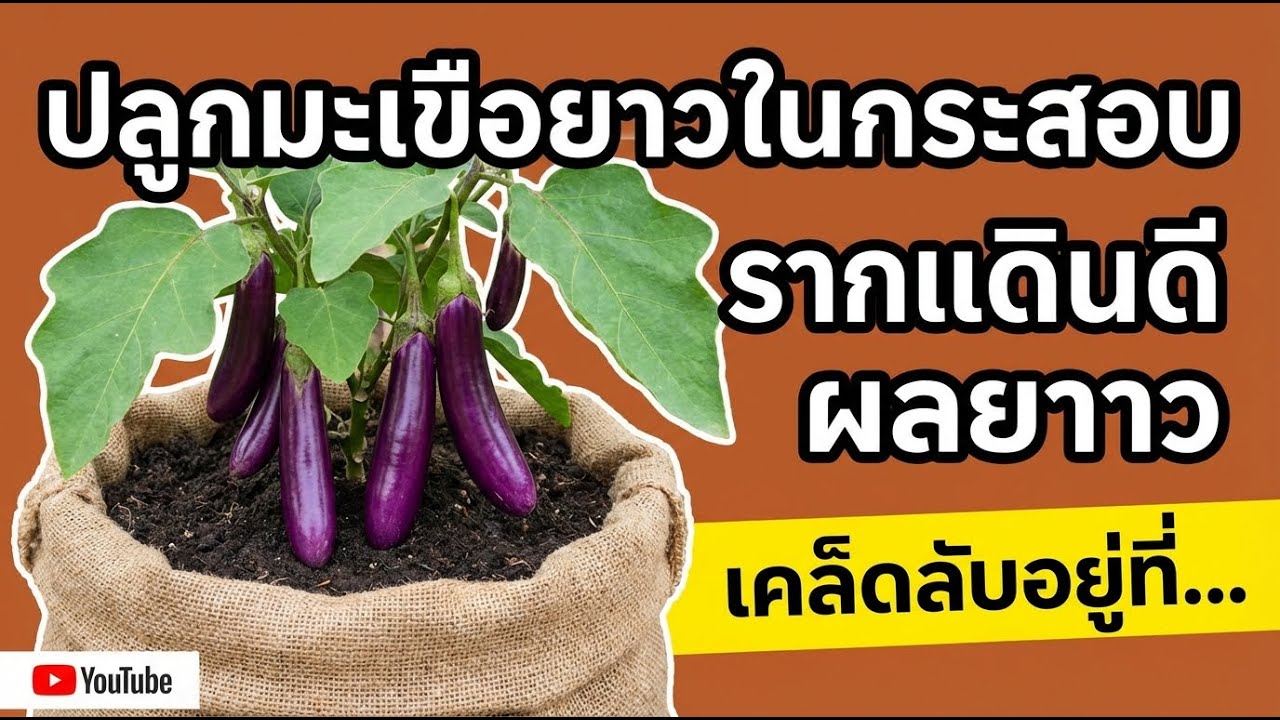 ปลูกมะเขือยาวในกระสอบข้าว สูตรรากแข็ง ผลดกยาวเท่าศอก!