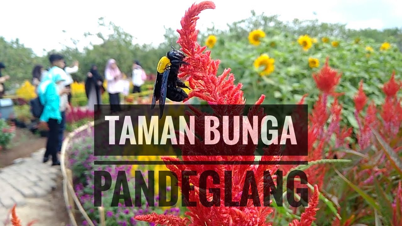 Featured image of post Taman Bunga Kaduhejo Pandeglang Miliki rumah tercinta dgn dp cicilan bersahabat murah strategis terupdate