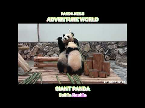 赤ちゃんパンダの授乳シーン。 おかあさんは夢中で食べている。 #彩浜 #良浜 #アドベンチャーワールド #shorts