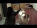 Maine Coon Buster having a friendly combat