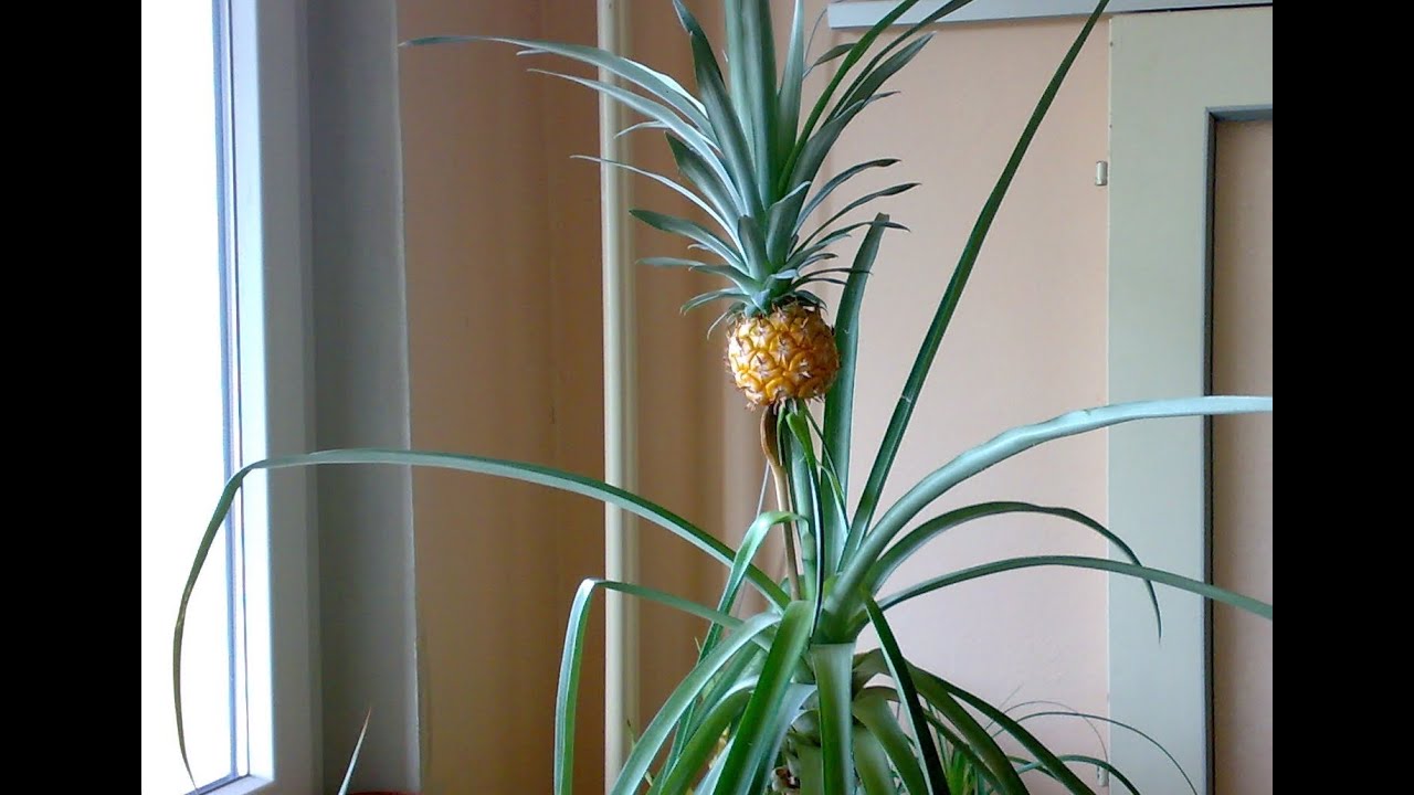 Jak se starat o ananas v květináči?