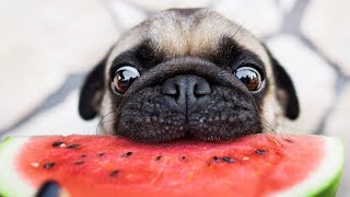 Pugs - Cute Pug Dogs And Pug Puppies Doing Funny Things || NEW by MashupZone 10,035 views 1 year ago 8 minutes, 25 seconds