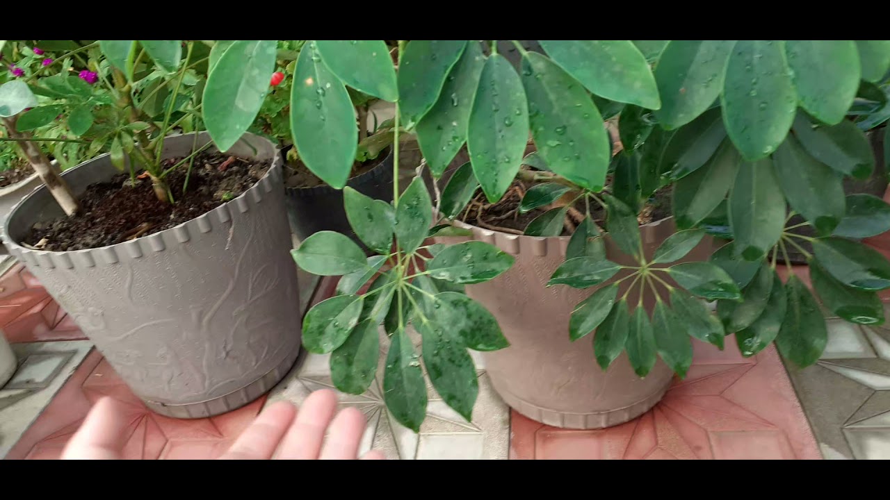 Mənim ev güllərim 🇦🇿🇹🇷🙏🌷👍🧿ŞEFLERANIZ VARMI🥰🥰❤