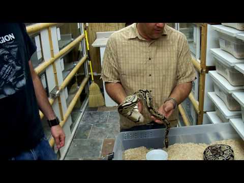 Prehistoric Pets Ball Python Projects