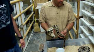 Prehistoric Pets Ball Python Projects