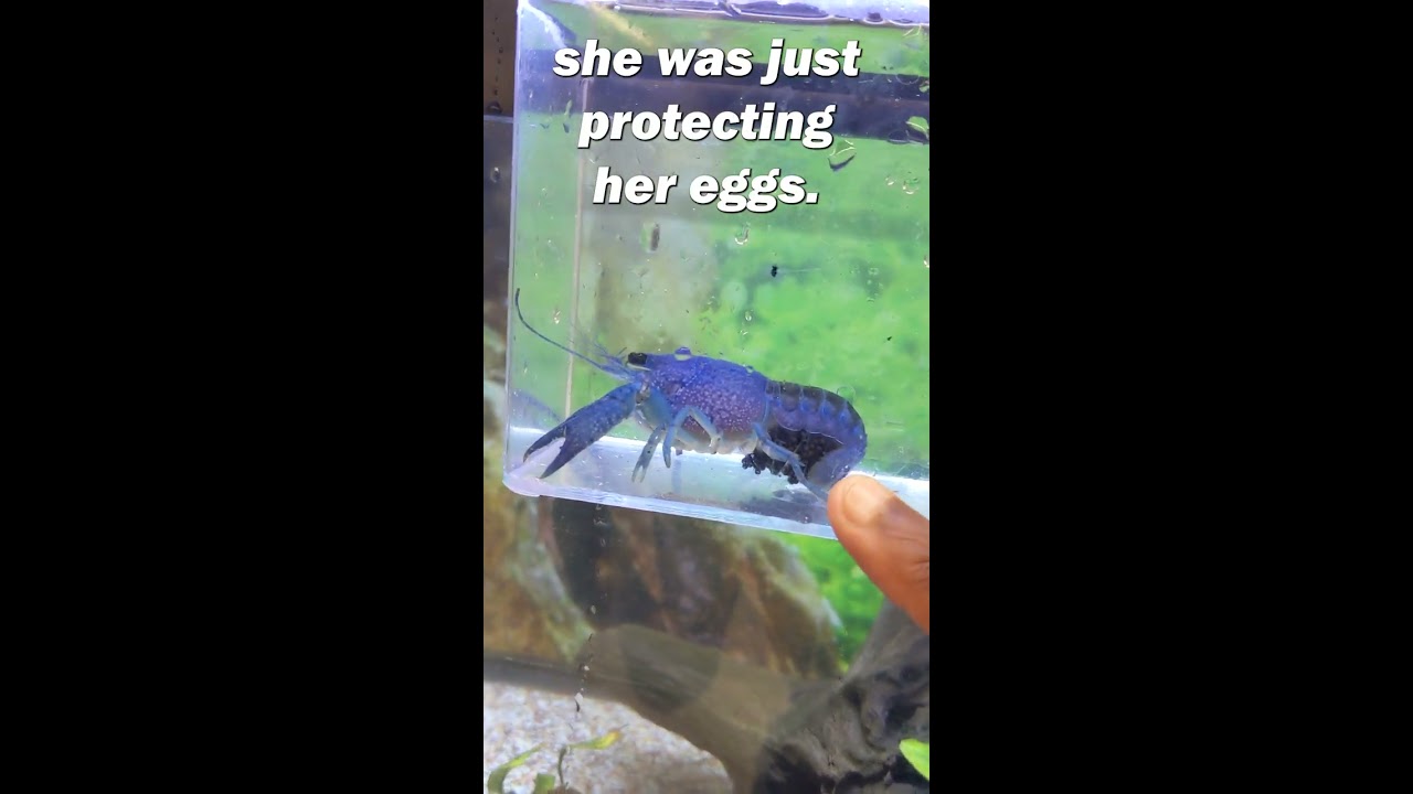 I Bought A PREGNANT BLUE LOBSTER At Petco 