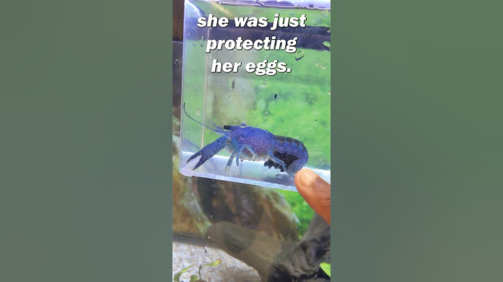 I bought a PREGNANT BLUE LOBSTER at Petco!!