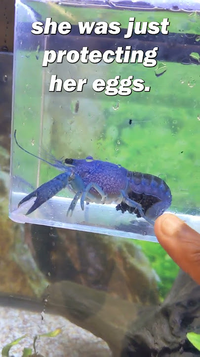 I bought a PREGNANT BLUE LOBSTER at Petco!!