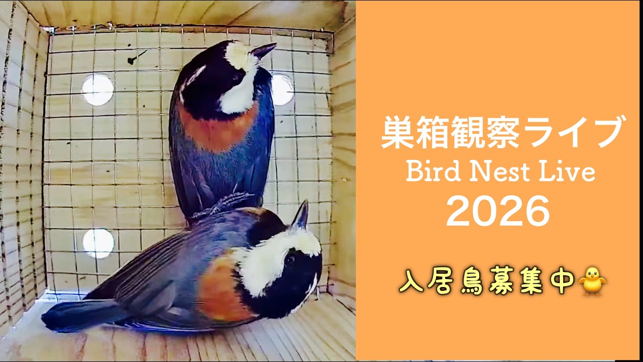 2026/05/02夜の部 ヤマガラ営巣観察ライブ 巣箱の野鳥観察 - YouTube