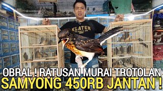 HARI INI ! RATUSAN EKOR MURAI TROTOL DAN SAMYONG JANTAN 450RB KIOS SIGIT PASAR BURUNG PRAMUKA