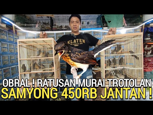 HARI INI ! RATUSAN EKOR MURAI TROTOL DAN SAMYONG JANTAN 450RB KIOS SIGIT PASAR BURUNG PRAMUKA class=