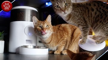 Our New Wopet Automatic Pet Feeder!