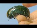 まるで王蟲!巨大ダンゴムシ!?「メガボール」の飼い方