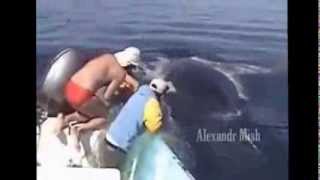 Différence entre musulmans et arabes