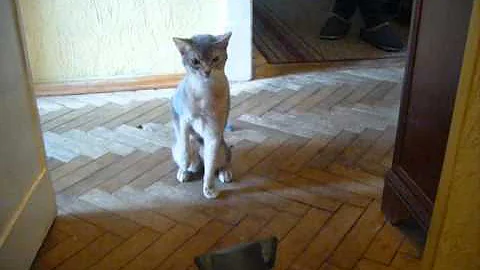 Watch the video about Abyssinian fights with hairdryer