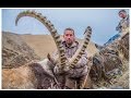 Ibex Gobi Ibex Mongolia Altai Ibex Midasian Ibex