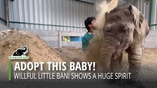Stand With Bani! by Wildlife SOS 10,911 views 2 months ago 59 seconds