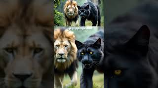 The King Of The Jungle And The Black Tiger