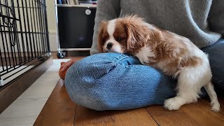 Vanilla, the Cavalier King Charles puppy ❤