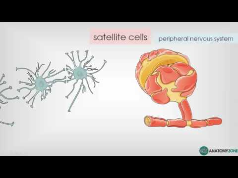 Video: Astrocyty V Myších Modelech Tauopatií Získávají časné Deficity A Ztrácí Neurosupportivní Funkce