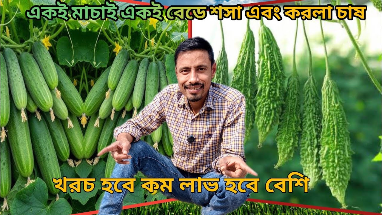 শসার বেডে করলা চাষ। এক খরচাই দুইটি ফসল চাষ