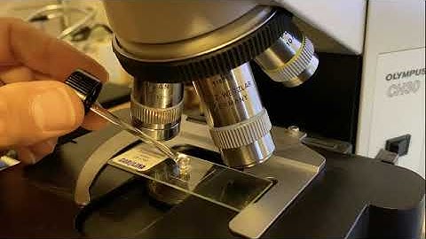 Oil Immersion Microscopy Instructions