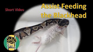 Breeding Ball Pythons; Assist Feeding the Blackhead Wealth