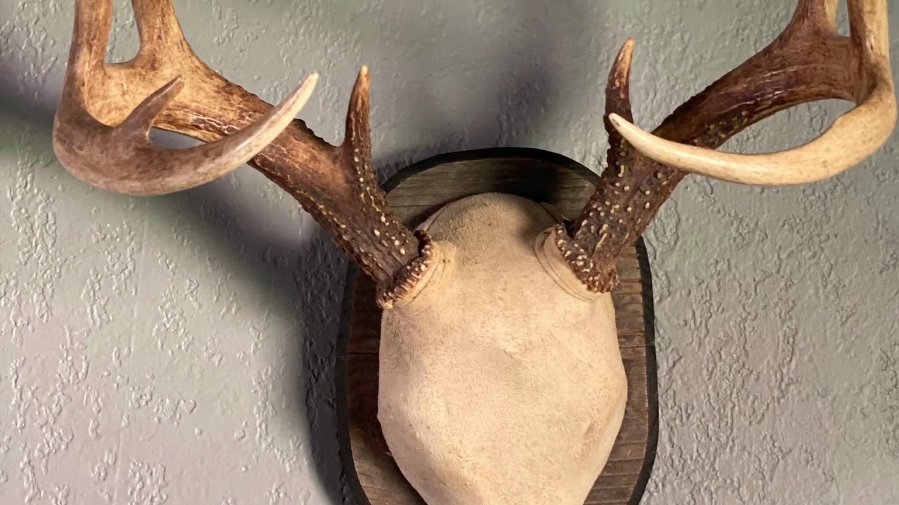 DIY Deer Antler Mounting System YouTube DIY Deer Antler Mounting System YouTube