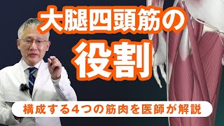 大腿四頭筋とは 基礎知識を医師が基礎解説！｜理学療法士 国家試験対策
