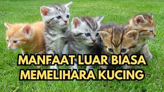 Manfaat luar biasa memelihara kucing