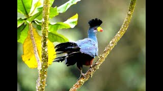 Turacos Birds: The Attractive and Colorful Turacos of Africa