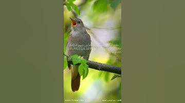تلاوة عبد الرحمن مسعد(7)🎧🧡